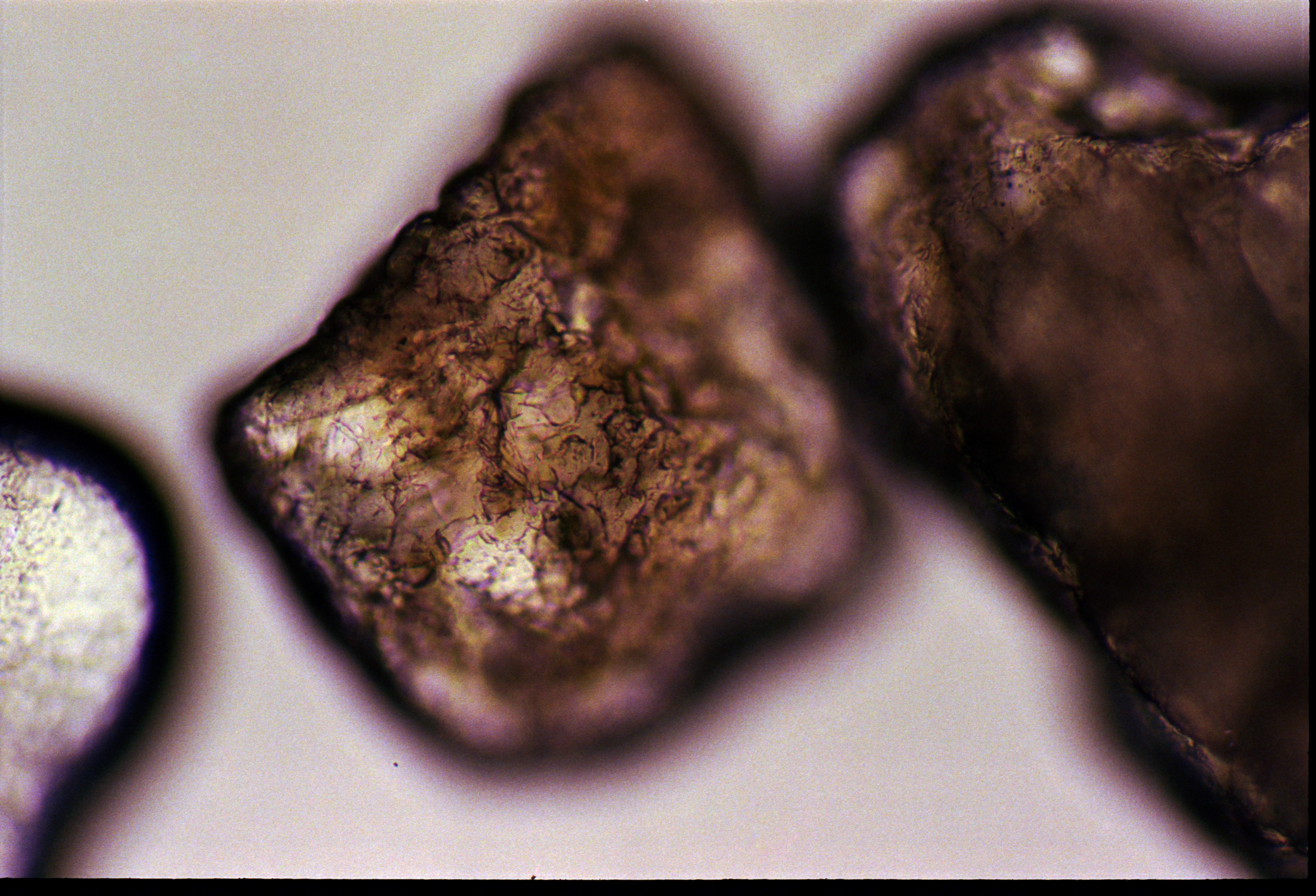 Cover Image for Sand grains from Brighton-Le-Sands