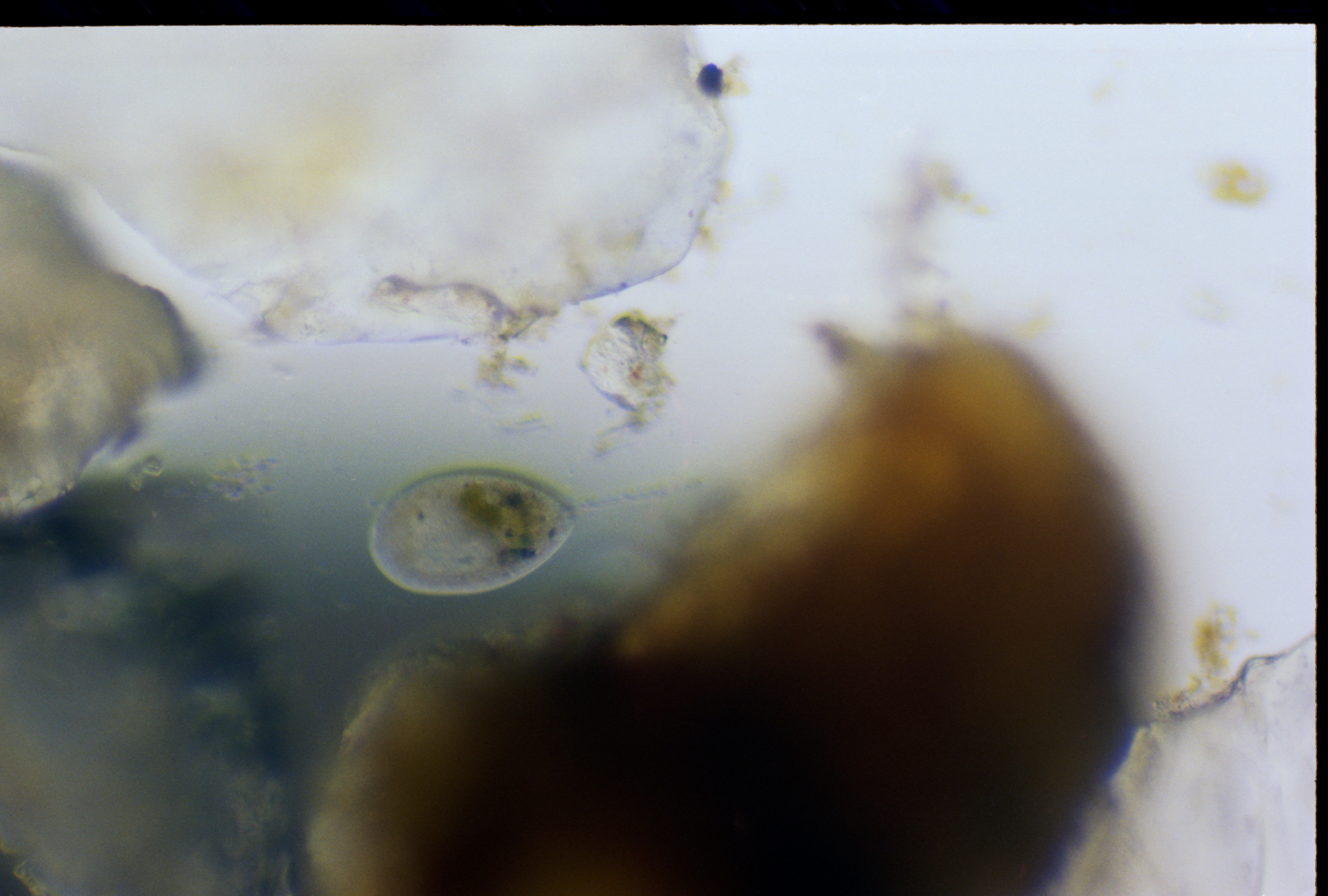 Cover Image for #Film006 | Fred the Frontonia